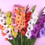 19 Pretty Flowers for a Cutting Garden