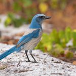 Is the Florida Scrub-Jay Endangered?