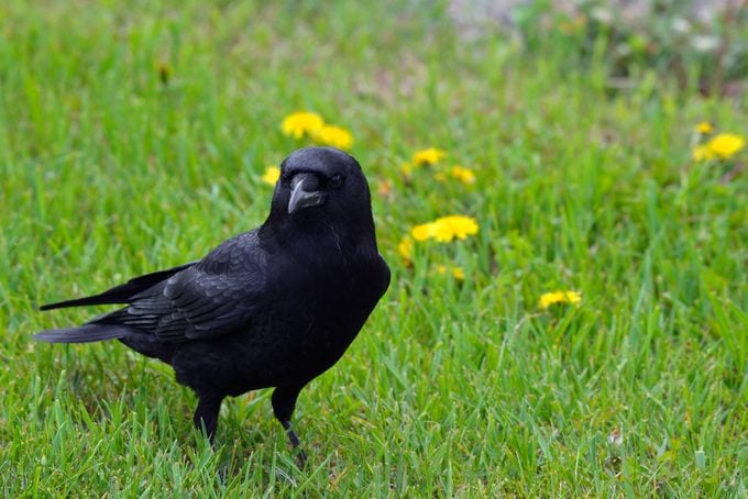 American crow (Corvus brachyrhynchos), Fraser lake in Northern BC, crow meaning