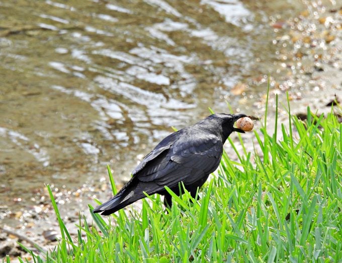 Fish Crow (Corvus ossifragus) carrying an egg