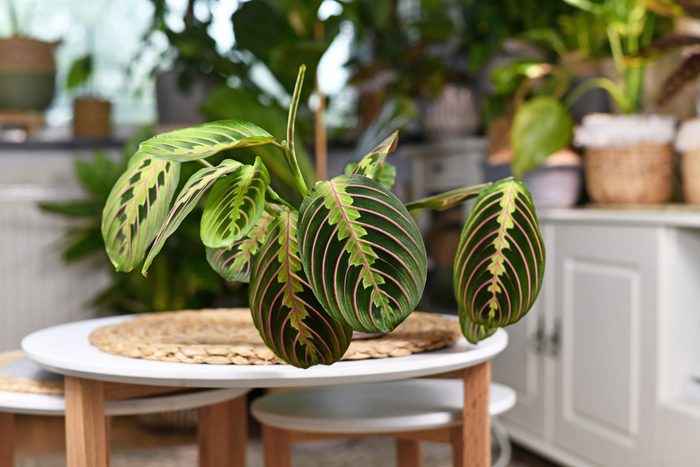 prayer plant care Tropical Maranta Leuconeura Fascinator Houseplant With Leaves With Exotic Red Stripe Pattern On Table