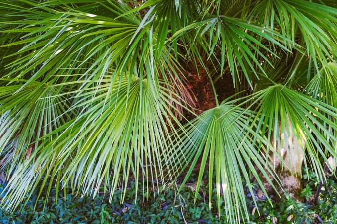 European fan palm leaves (Chamaerops humilis)