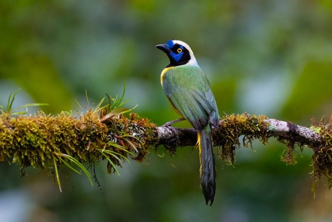 Green Jay also known as Inca Jay