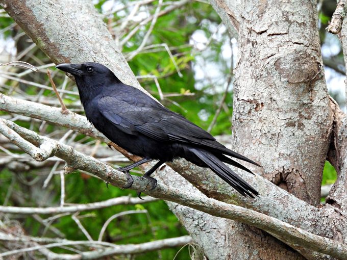 Fish Crow (Corvus ossifragus) perched in a tree