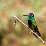 Meet the Magnificent Rivoli’s Hummingbird