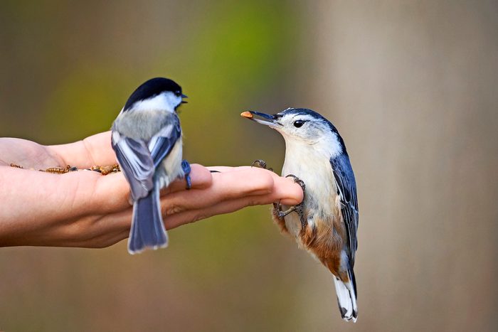 hand feeding birds