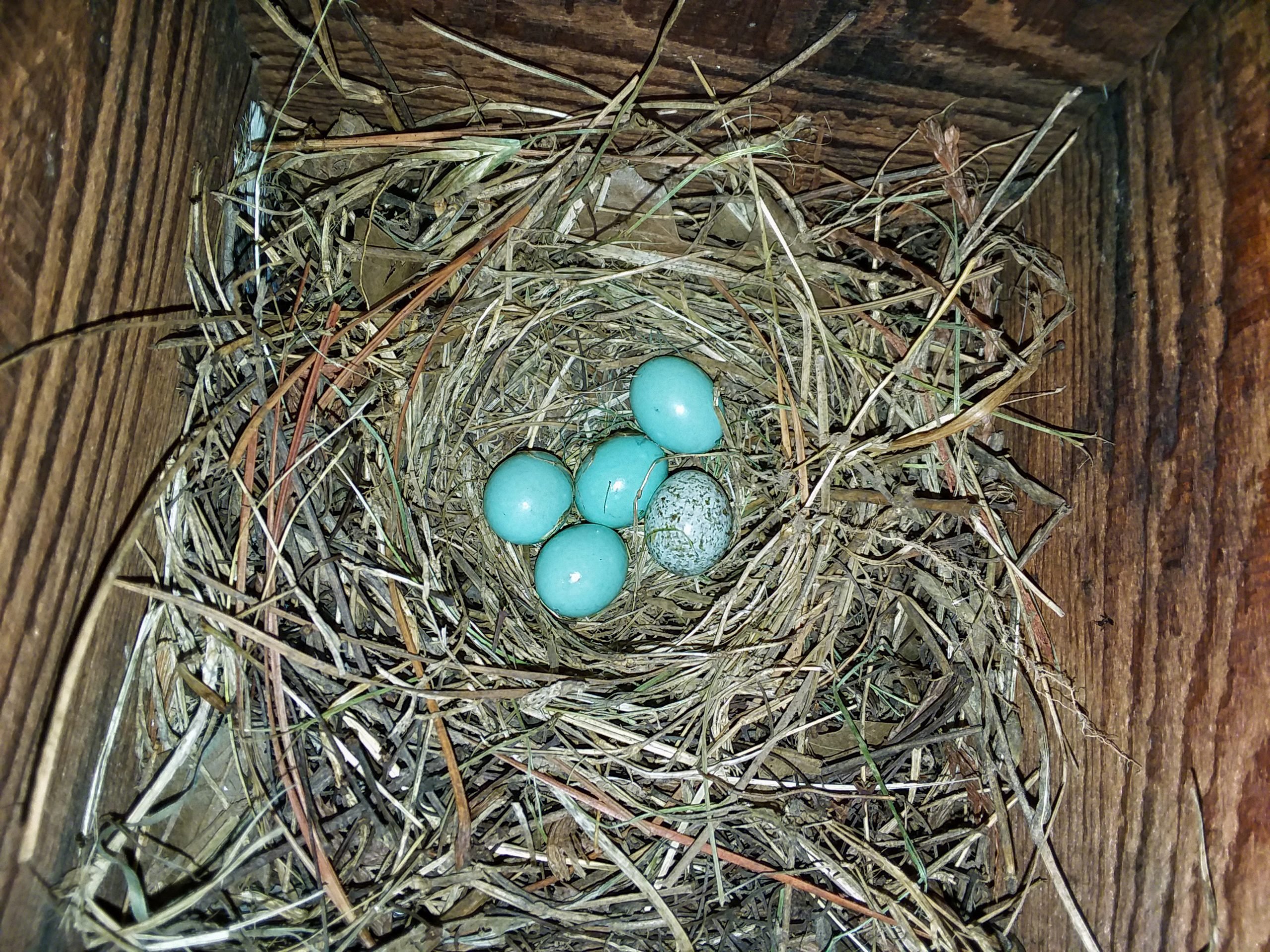 Robin's Egg 1 lb / Blue