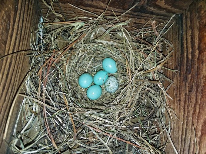 egg facts Cowbird Egg Among Bluebird Eggs in a Nest