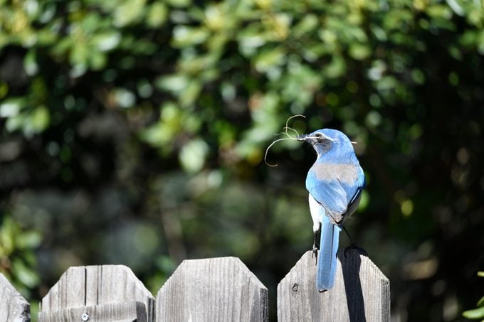 Western Scrub Jay gathering coconut fiber from planter for nest building