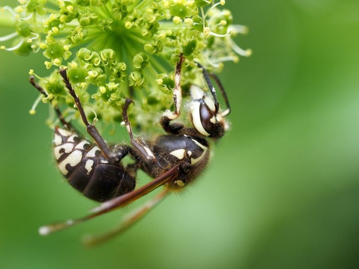 Closeup of a bald-faced hornet on the flower. Dolichovespula maculata.