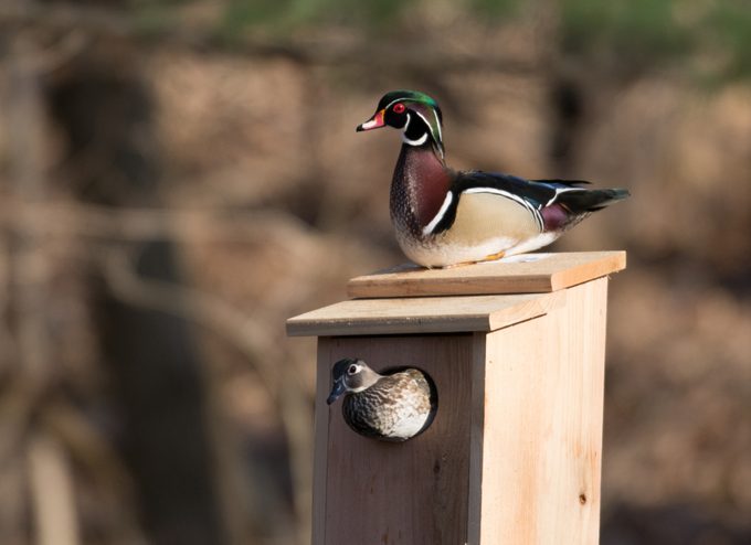 egg facts Male and female wood duck
