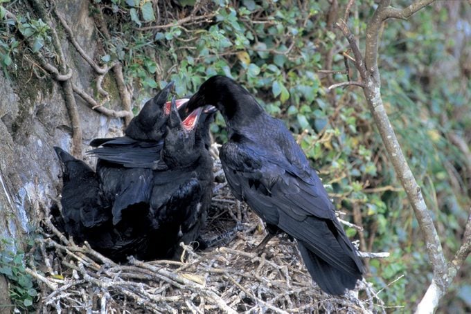 high angle view of a crow feeding its young in a nest
