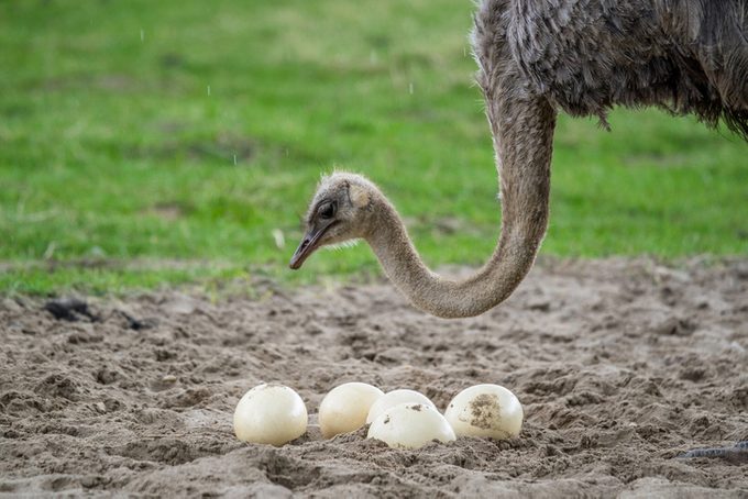 High Angle View Of Ostrich With Eggs On Field