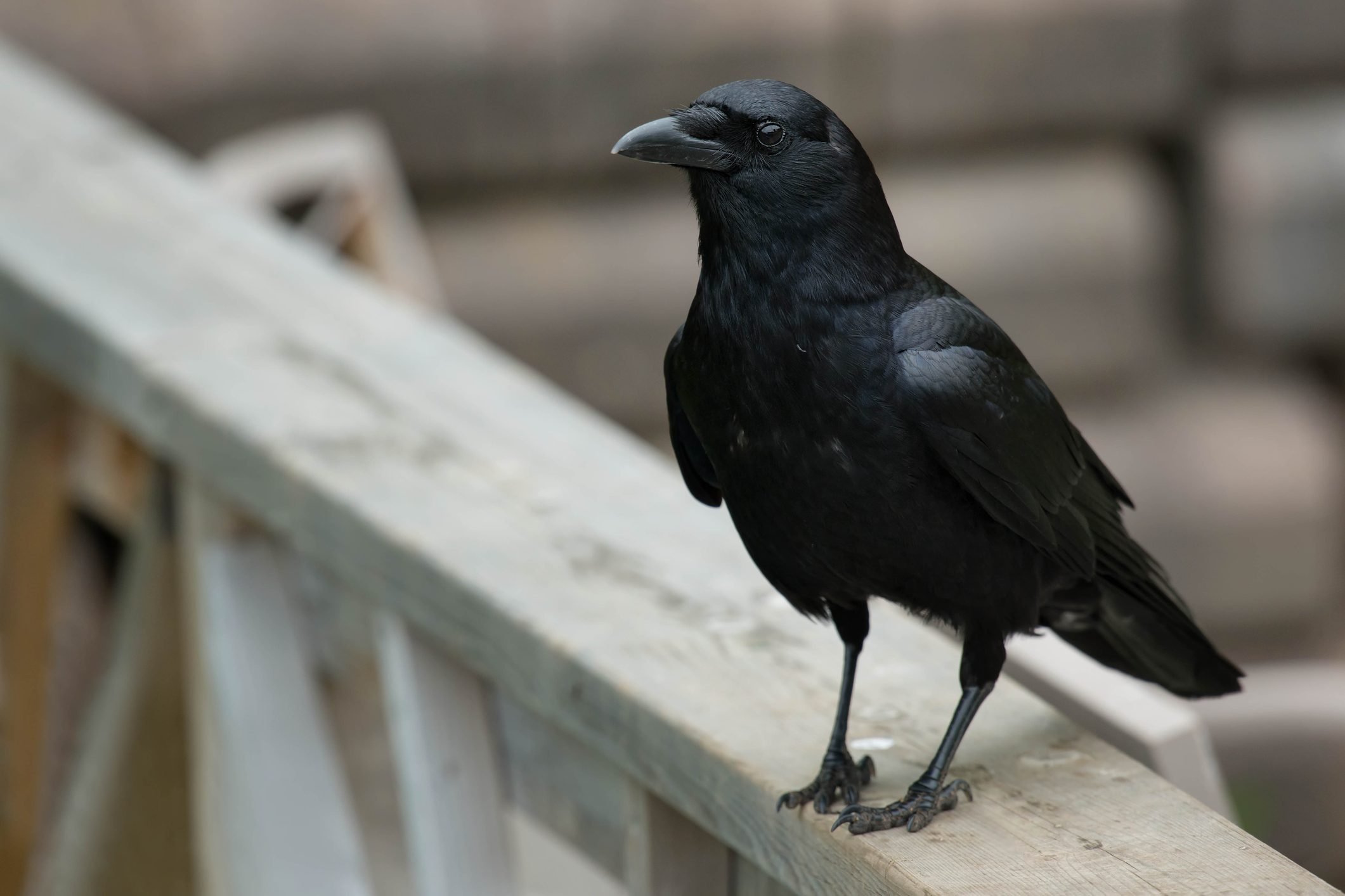 Do Crow Sightings Have Meaning? - Birds and Blooms