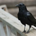 Do Crow Sightings Have Meaning?