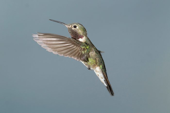 Male Broad-tailed hummingbird in flight in Arizona