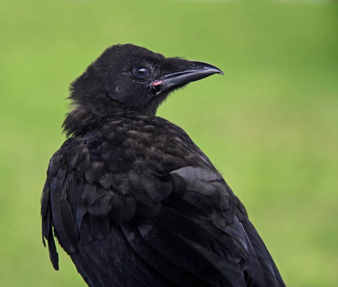 A single young Crow or Corvus - a fledgeling (fledgling) showing his gape and developing feathers