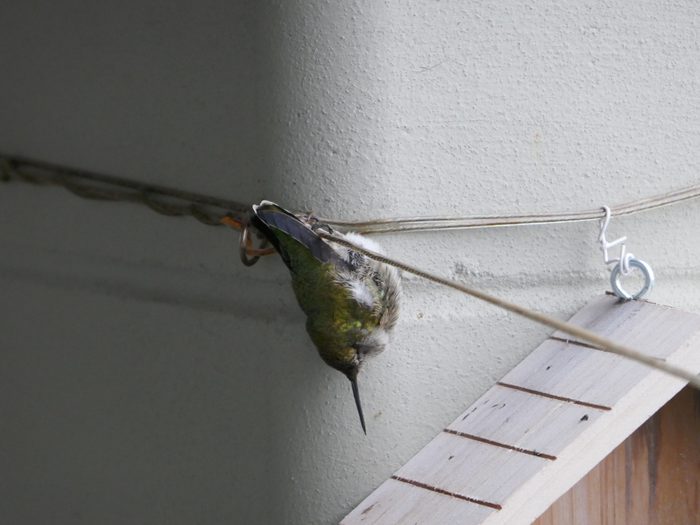 Hummingbird Torpor