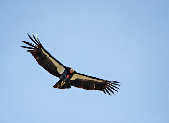 vulture bird California Condor in Flight at Pinnacles National Park