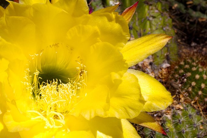 Trichocereus cactus blooms at Tohono Chul in Tucson