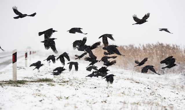 A flock of crows flying above the frozen field