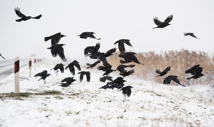 A flock of crows flying above the frozen field