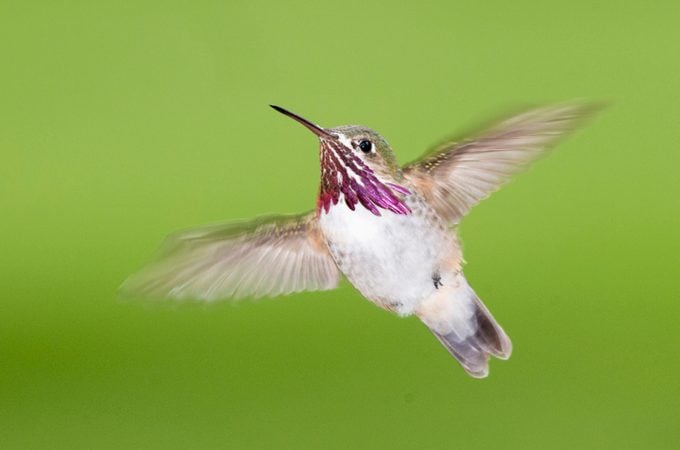 Hummingbird, Calliope, Arizona