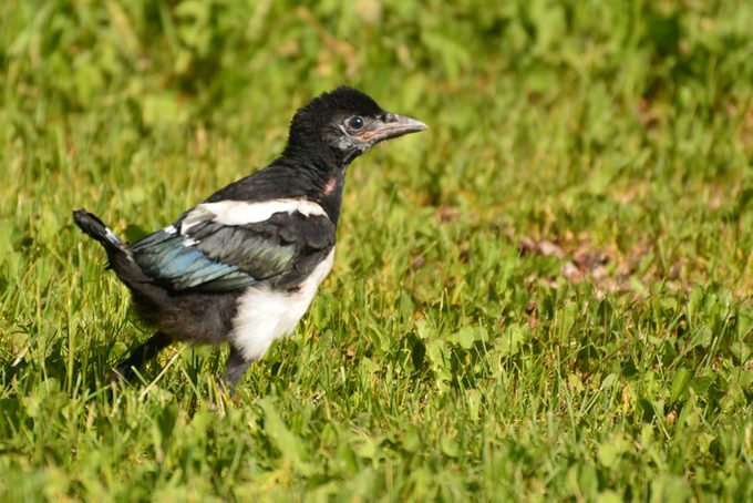 young magpie running