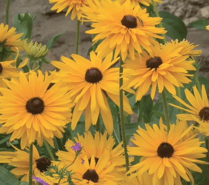 Gloriosa Daisy Burpee, flowers for a cutting garden