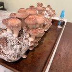 I Tried Growing a Shiitake Mushroom Kit—Here’s What Happened