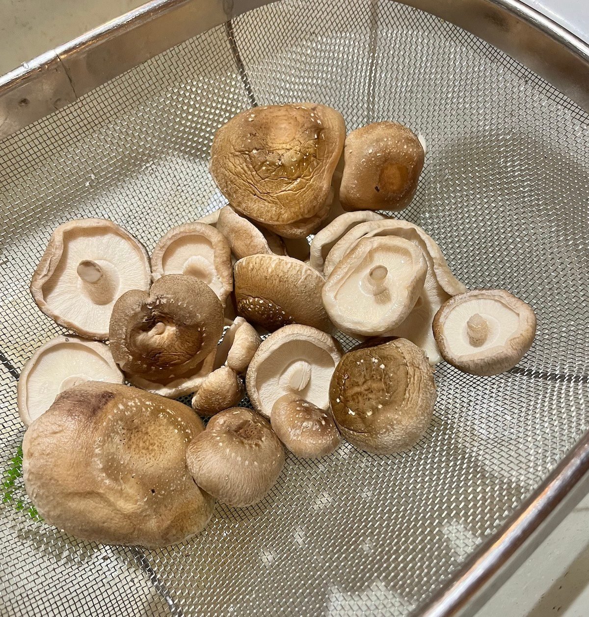 Mushroom Log Starter Kit