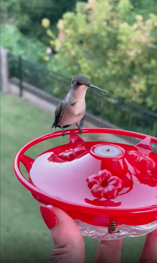 hummingbird hand feeder