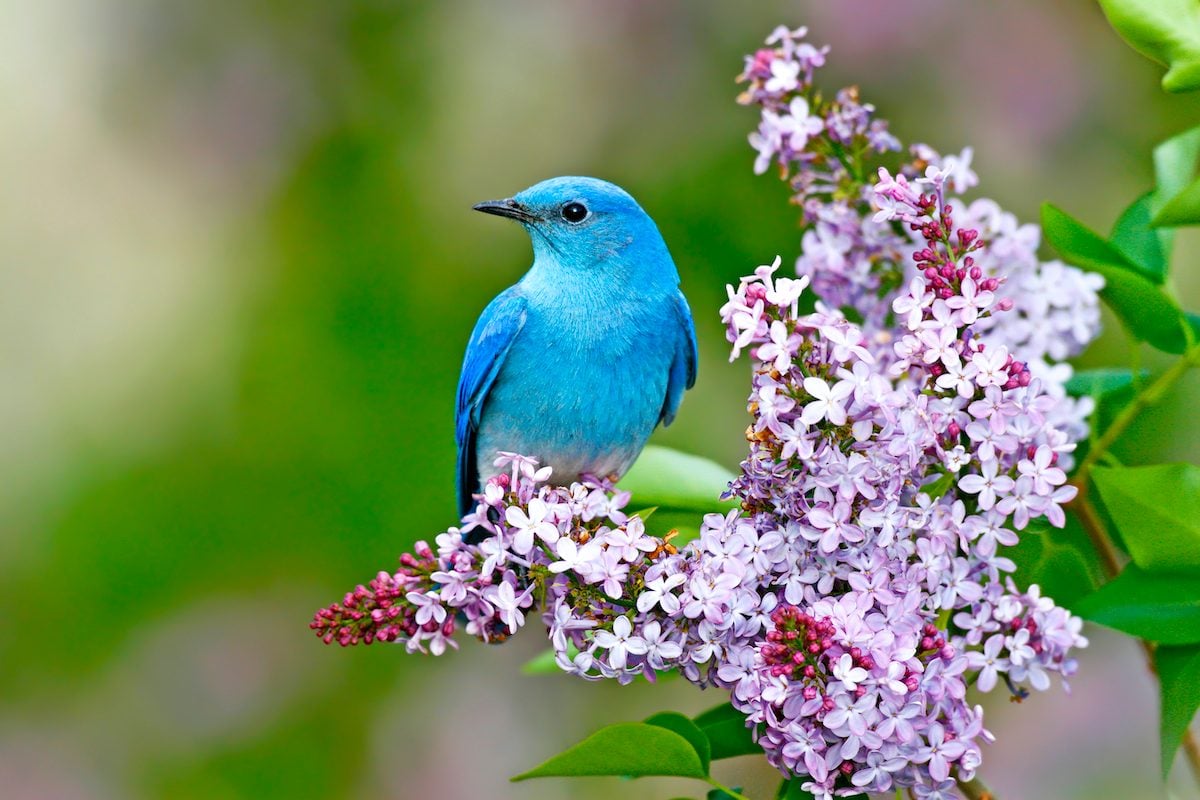 How to Identify a Mountain Bluebird - Birds and Blooms