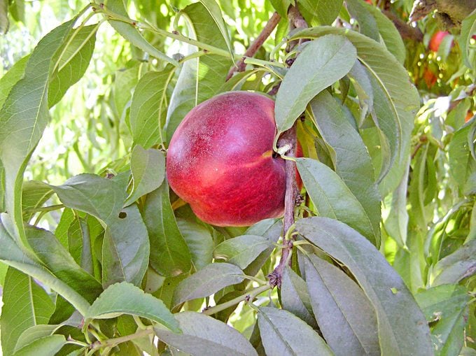 dwarf fruit trees nectarine