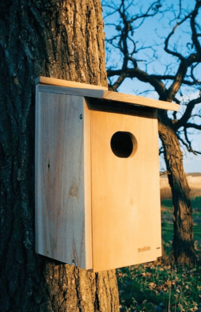 wood duck bird house