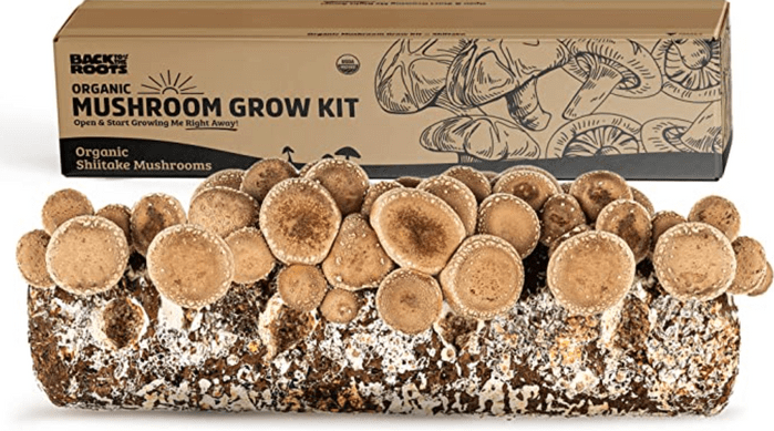 shiitake mushroom growing kit