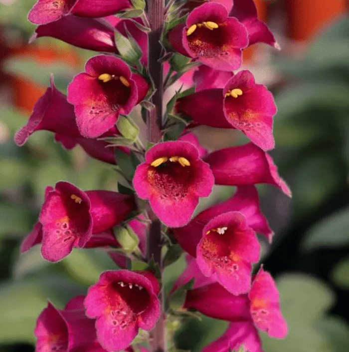 foxglove magenta flowers