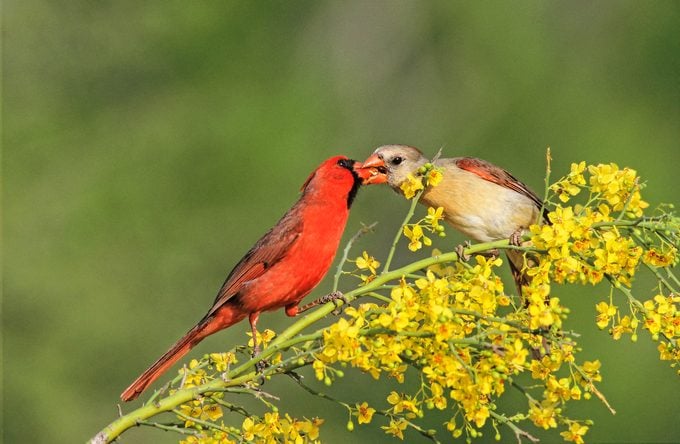 cardinal courtship