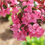 Top 10 Viva Magenta Flowers and Plants to Grow