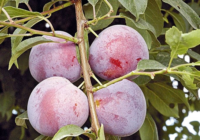 dwarf fruit trees plum