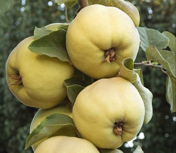 dwarf fruit trees quince