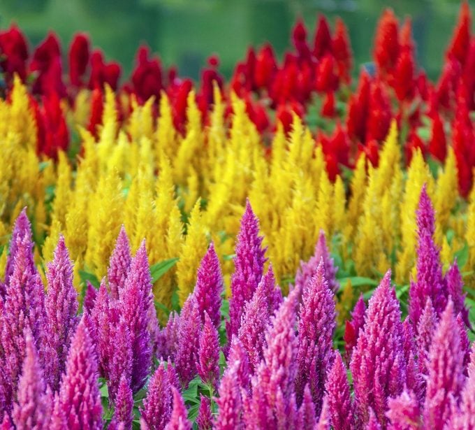 Colorful,photo,of,flower,field,in,winter,.,celosia,plumosa, flowers for a cutting garden
