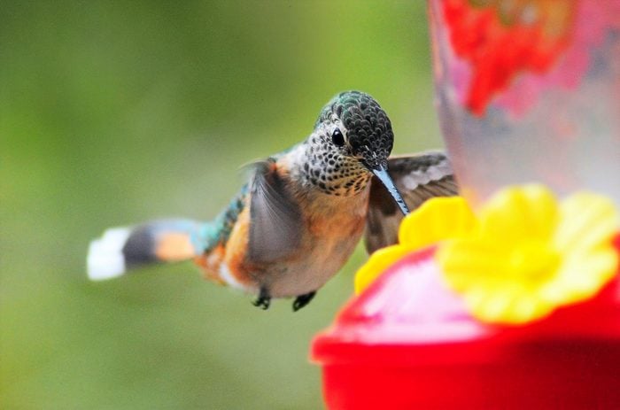 hummingbirds not coming to feeders