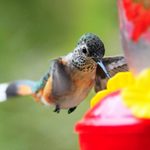 8 Hummingbird Feeder Mistakes You Should Never Make