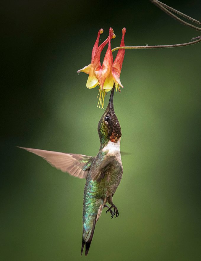 when do hummingbirds come back, when to put out hummingbird feeders