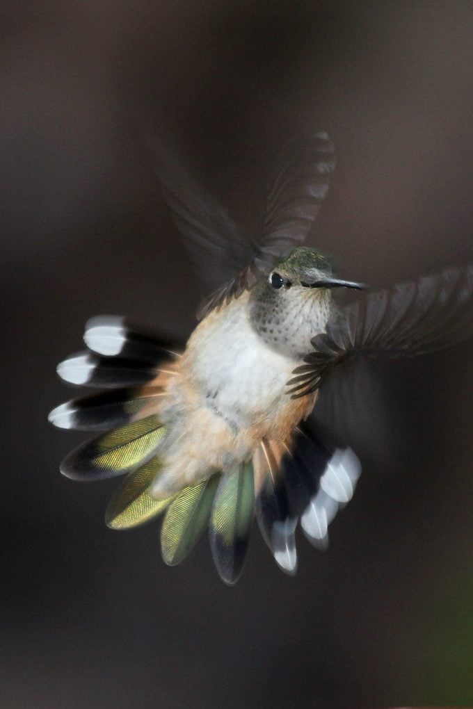 can hummingbirds fly backwards