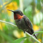 The Ruby-Throated Hummingbird Range Doesn’t Cover the West