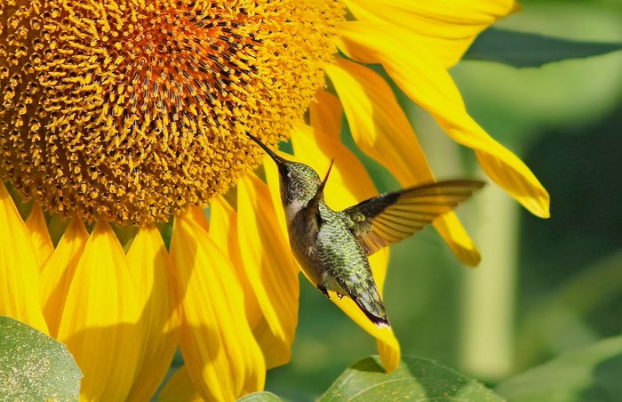 do hummingbirds like sunflowers
