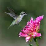 11 Nectar Plants for Hummingbirds You Aren’t Growing Yet