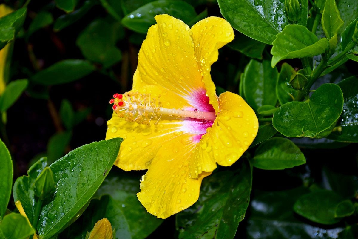 The Path Hibiscus, Hibiscus rosa-sinensis 'The Path', Monrovia Plant